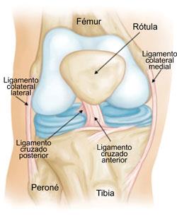 Anatomía del ligamento cruzado anterior