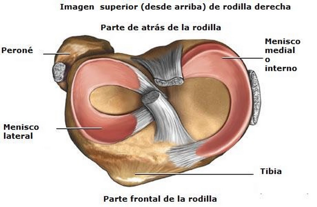 Meniscos anatomía